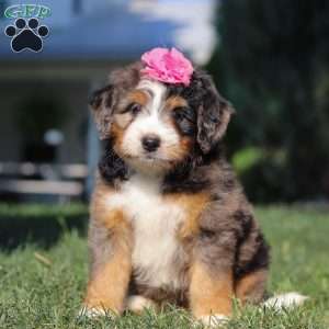 Felicity, Mini Bernedoodle Puppy